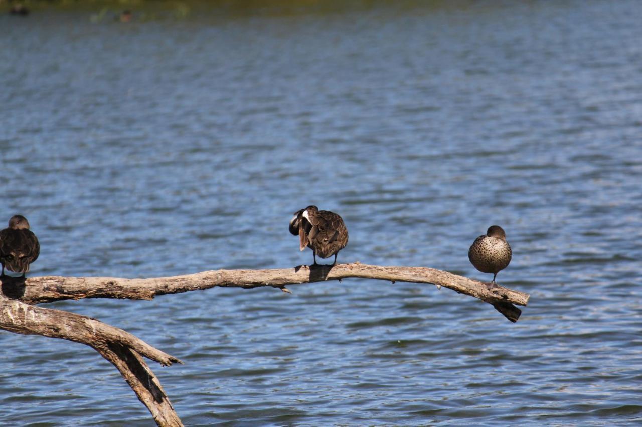 Sandpipers @ Millicent Dış mekan fotoğraf